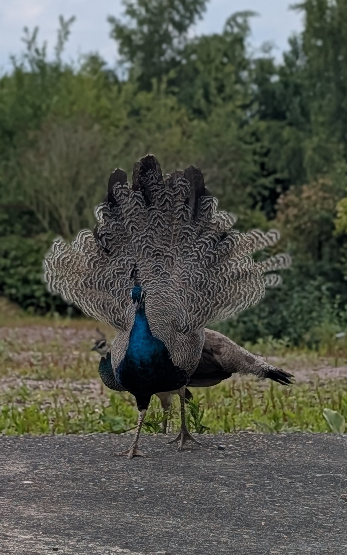 Peacock in the Norfolk countryside near the provision site